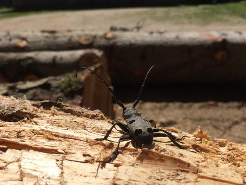 Morimus funereus. ©Iva Miljevic