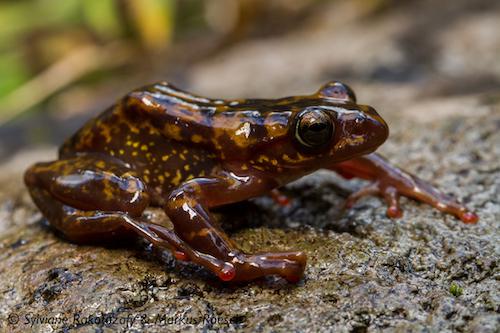 Boophis williamsi. ©Sylviane Rakotozafy and Markus Roesch.