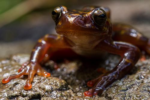 24098-1Boophis williamsi 1©Sylviane Rakotozafy and Markus Roesch.jpg