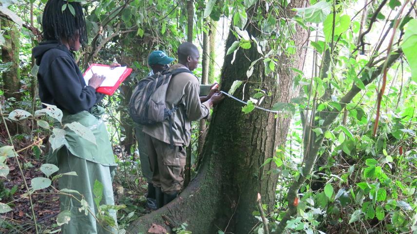 Diameter breast height measured, in Nyungwe National park.