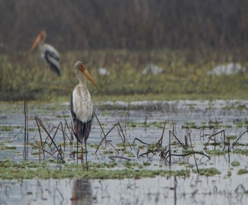 Painted stork in Badhaiya Lake.