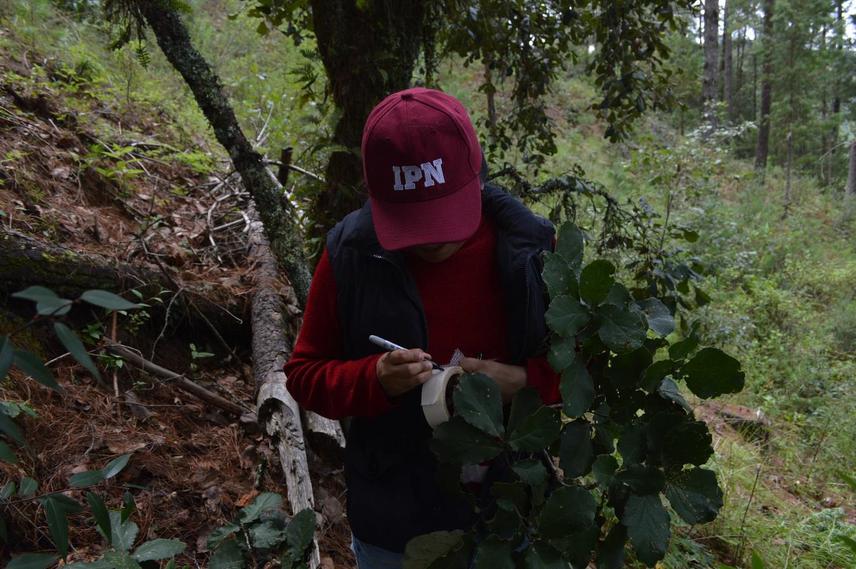 Collecting oaks in the study site.