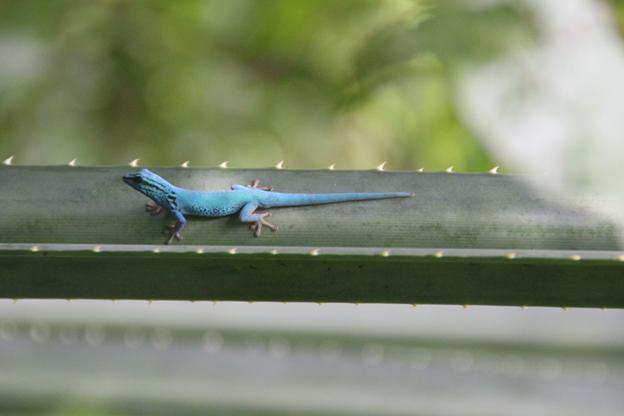 Male Lygodactylus williamsi on a Pandanus rabaiensis leaf at Kimboza Forest Reserve. ©Dr.Charles J.Kilawe