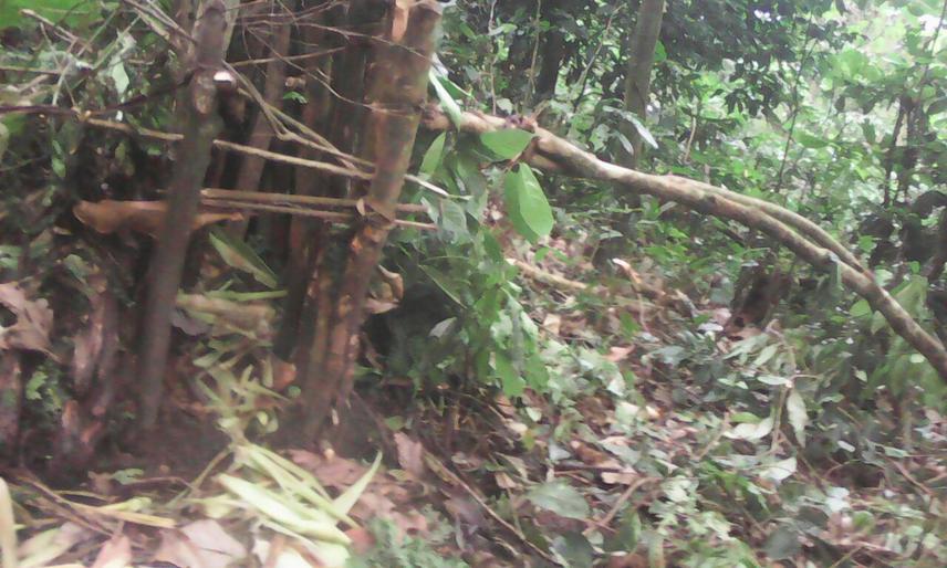 Example of traps that poacher use to kill big animals.