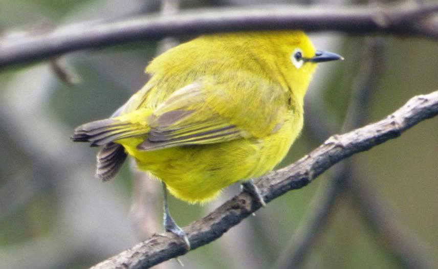 Bannerman’s weaver, Ploceus bannermani.