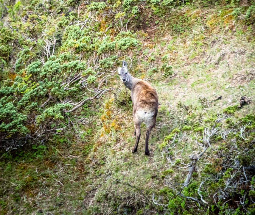 Female Musk Deer in its habitat.