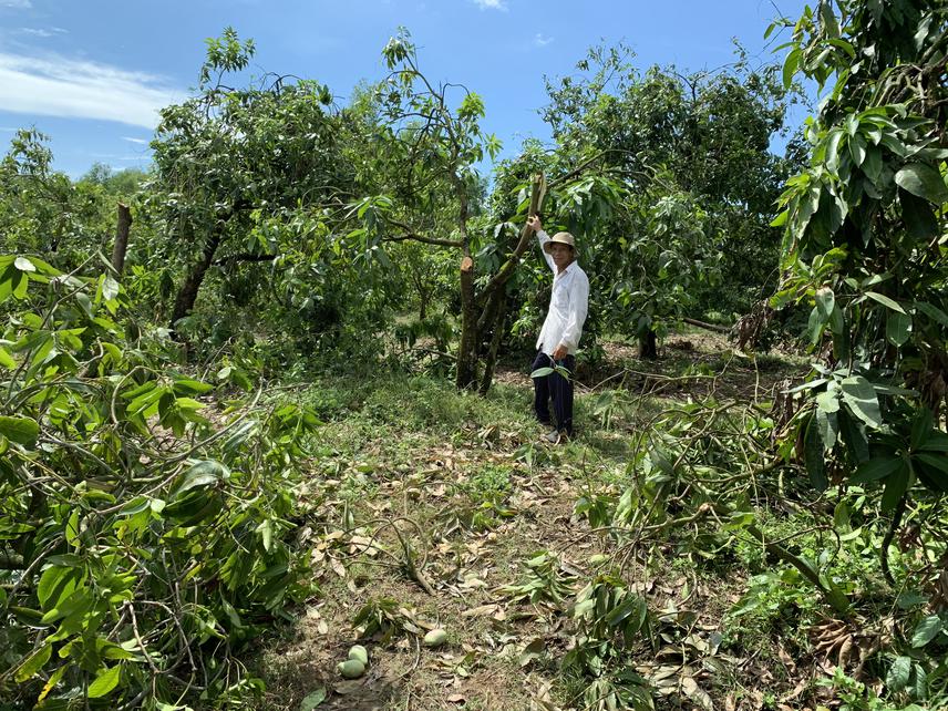 Elephant destroying mango plantation