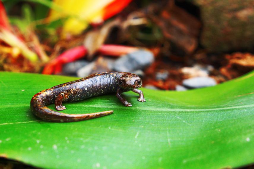 Bolitoglosssa pandi in the wild. © Teddy Angarita Sierra.