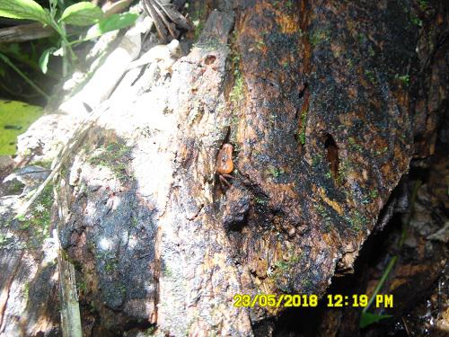 A species of Louisea in a threatened habitat.