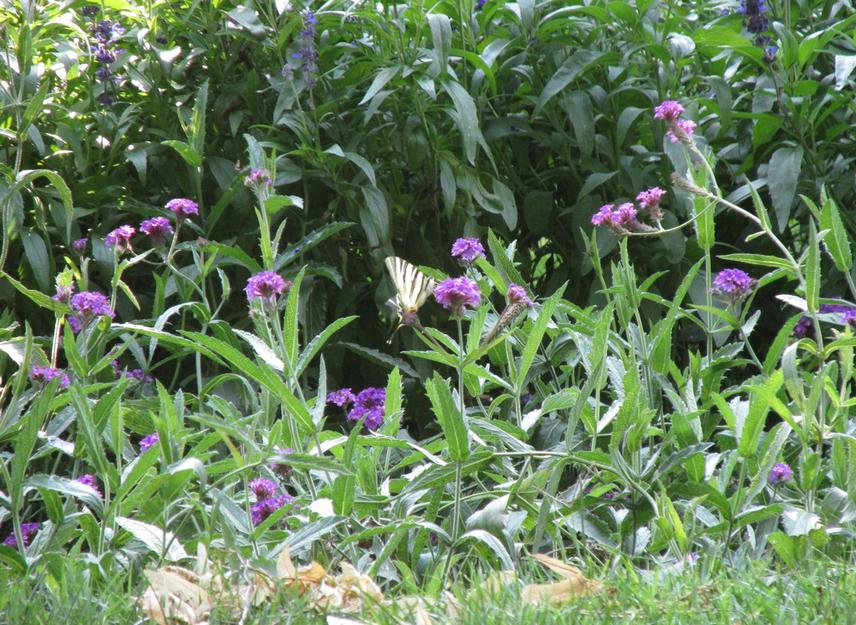 Documenting biodiversity and ecosystem services.