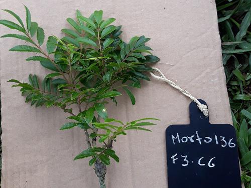 Plant collected in sampling areas (isolated trees).