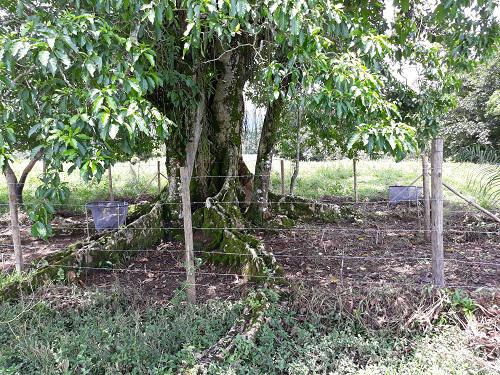 Seed traps and seedling plots installed in experimental areas - isolated trees (December 2018 and January 2019).