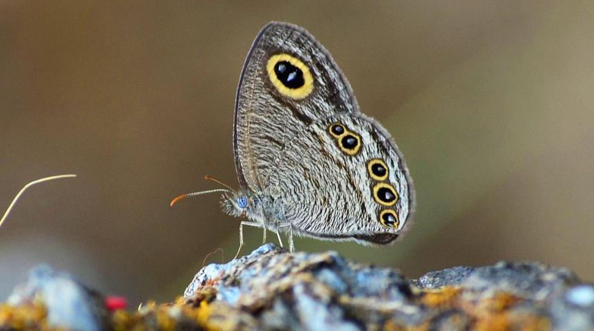 Jewel four ring. ©sanejprasadsuwal