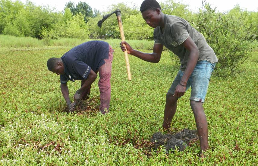 Planting of white mangrove wildlings in a previously cleared mangrove forest area taken over by Sesuvium portulacastrum