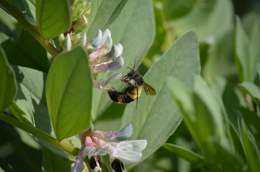 Bumblebee. ©Ichha Roka.