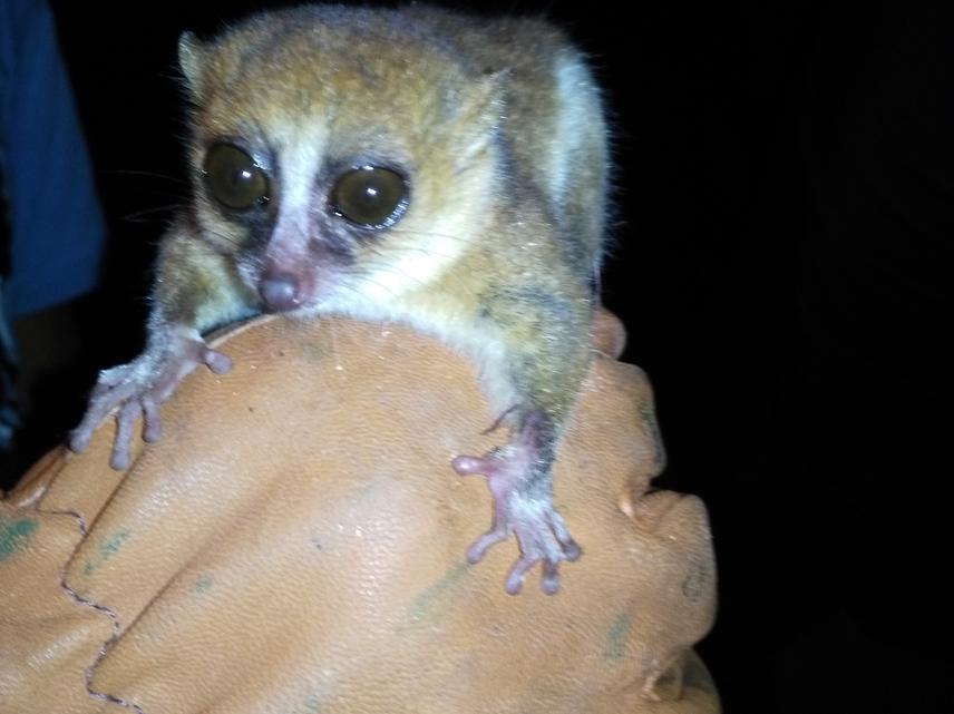 Captured Microcebus jollyae in KCF. ©Vero Narindra Ramananjato