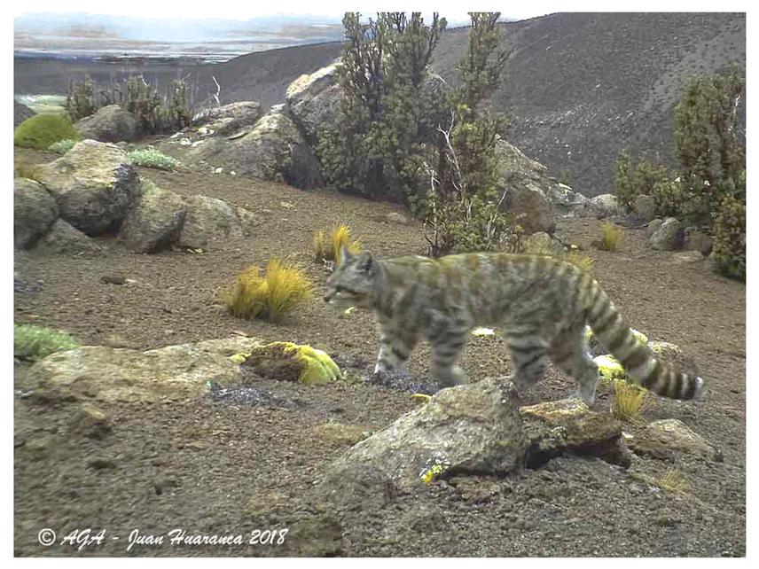 Andean cat in Sajama National Park.