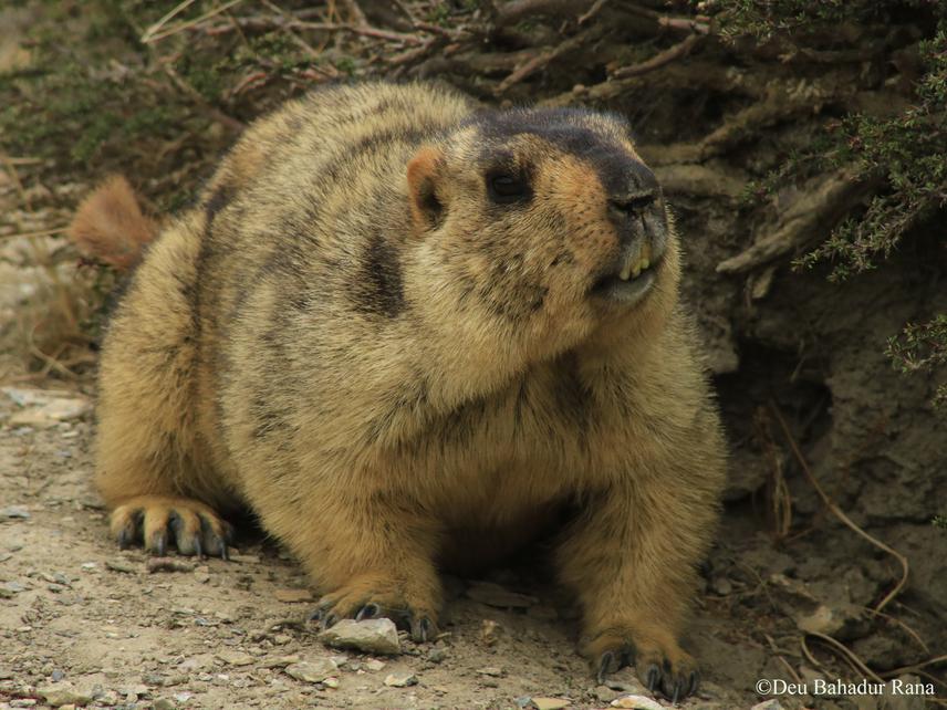 Himalayan Marmot, ACAP, Nepal.