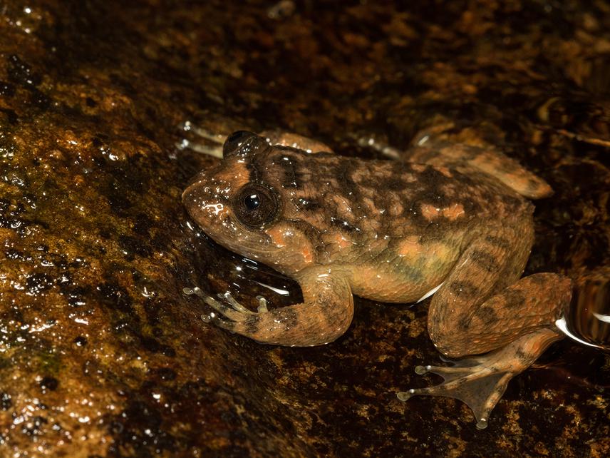 Nyctibatrachus.
