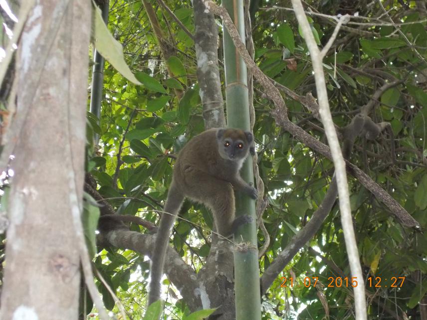 Hapalemur occidentalis.