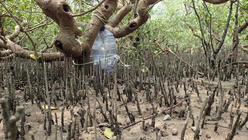 A light trap used to sample invertebrate and fish larvae placed in the pencil roots of Avicennia marina at the Ting Kok mangrove forest, Hong Kong. Lyle Vorsatz©