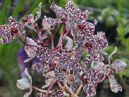 Inflorescence of Grammatophyllum wallisii.