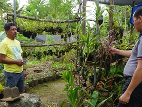 Rescued orchids from fallen trees.