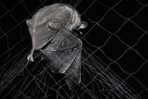 A bat of the species Carollia perspicillata with several ectoparasites in the wing. ©Rodrigo M Mello.