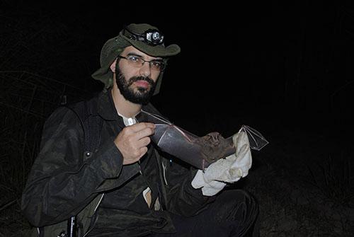 Researcher analyzing a bat of the species Artibeus lituratus. ©Luciana C Pereira.