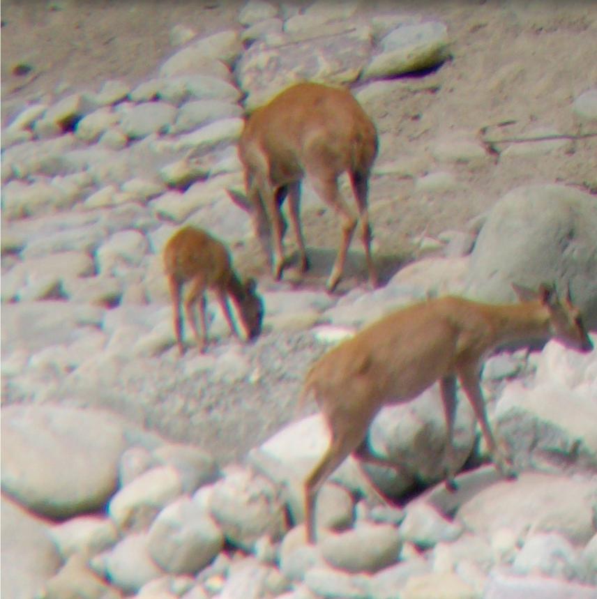 An adult male and female, and a young FHA.
