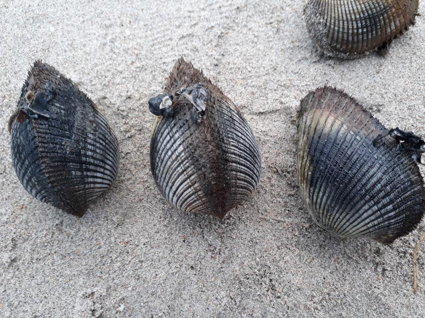 The bivalve Anadara antiquata.