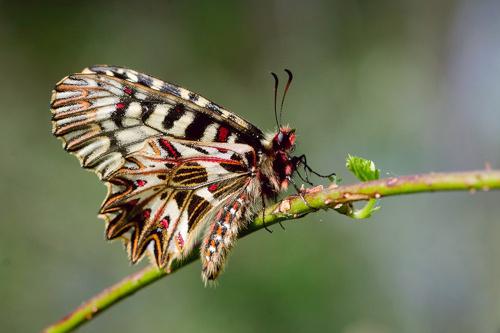 Zerynthia polyxena.