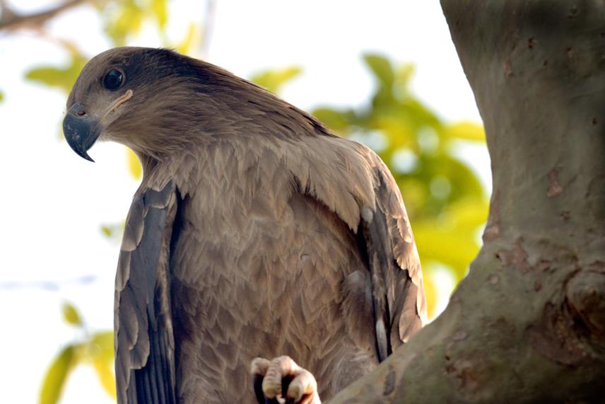 Pallas's Fish Eagle.