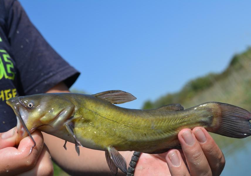 Black bullhead.