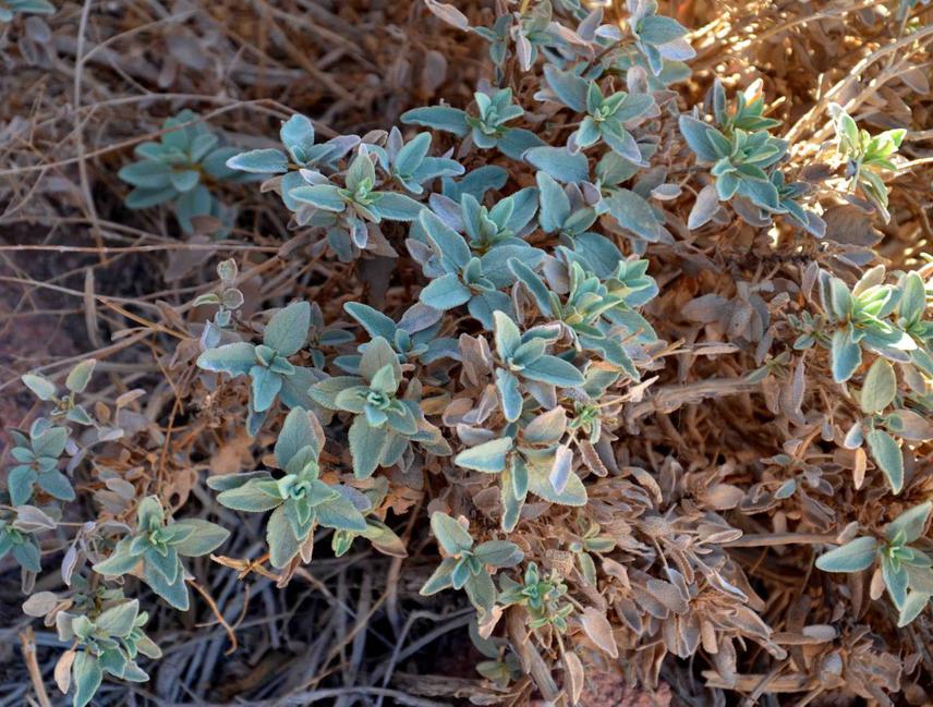 Salvia multicaulis Vahl.