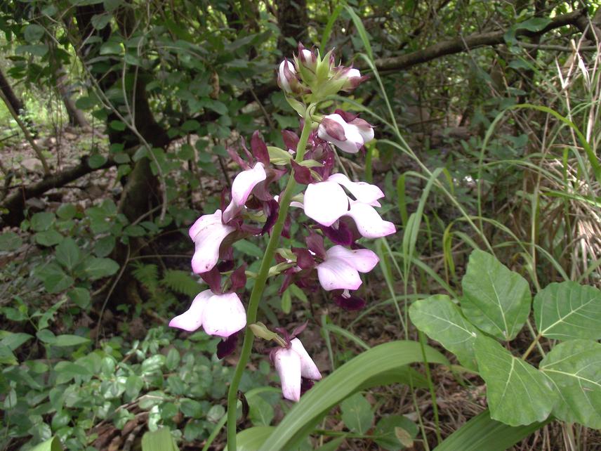 Eulophia horsfallii (Bateman) Summerh.