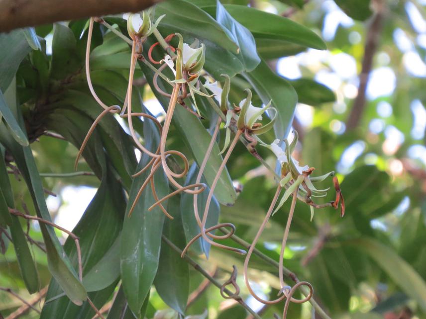 Plectrelminthus caudatus (Lindl.) Summer.