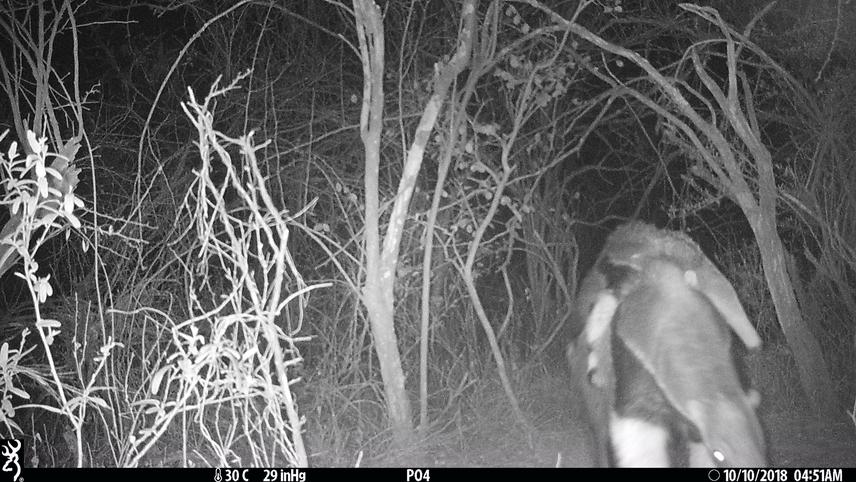 Giant Anteater (Myrmecophaga tridactyla) with cub at one of the study sites.