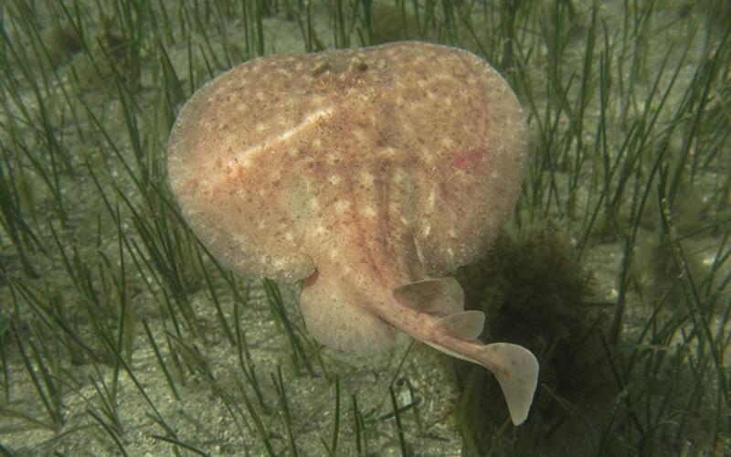 Adult specimen of marbled electric ray, Torpedo marmorata Risso, 1880, in coastal waters of Neum bay. ©A. Gajić.