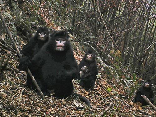 One-male multi-female unit. ©Yi Xin Chen.