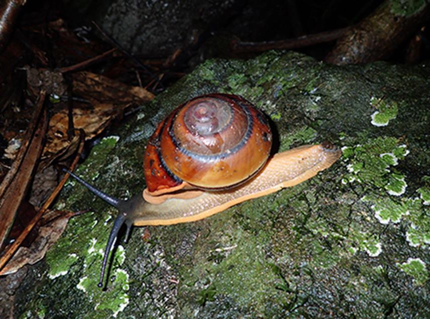 Bertia cambojiensis moving on the rock in bamboo forest.
