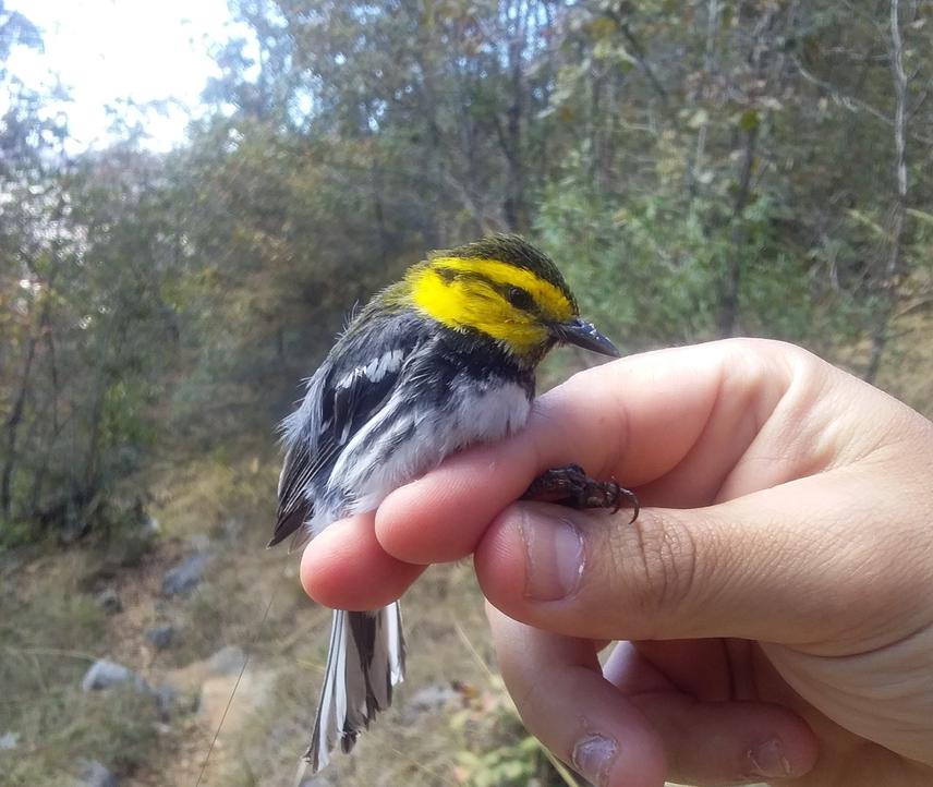 Female individual of the focal species in this study.
