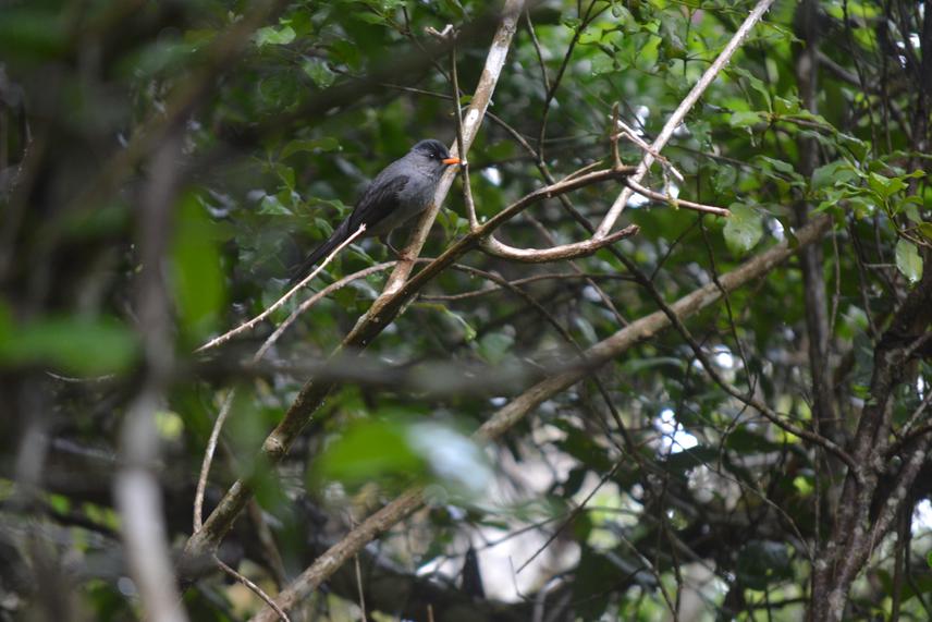 Hypsipetes madagascariensis.