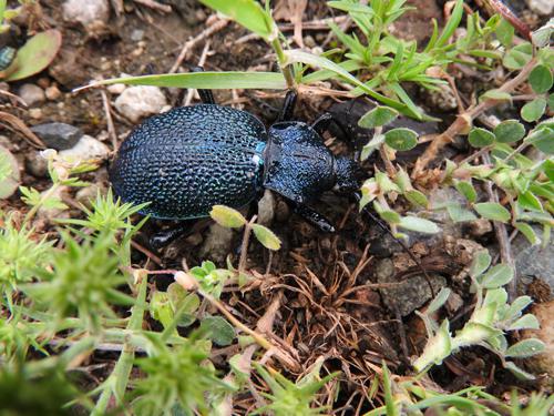 Procerus caucasicus nakagomei.