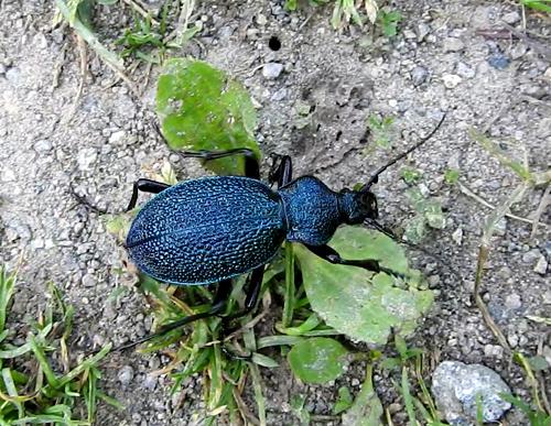 Procerus caucasicus myskai.