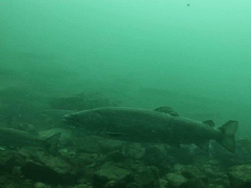 Bosanska Krupa 12 years catch and release zone.