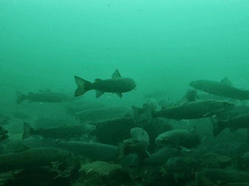 Bosanska Krupa catch and release zone, underwater.