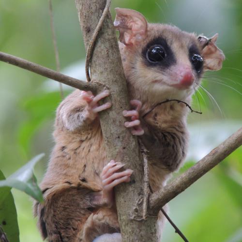 Marmosa murina (Didelphimorphia Didelphidae). It is an arboreal forest specialist marsupial species. It was a rare species in the study.