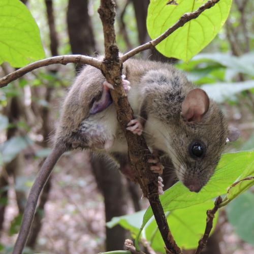 Rhipidomys macrurus (Rodentia Cricetidae). A forest specialist, locally abundant arboreal and frugivore rodent species registered in the study.