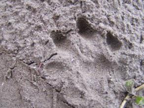 Fresh tracks of L. Perspicilata at Baluwaghat, Narajani River.